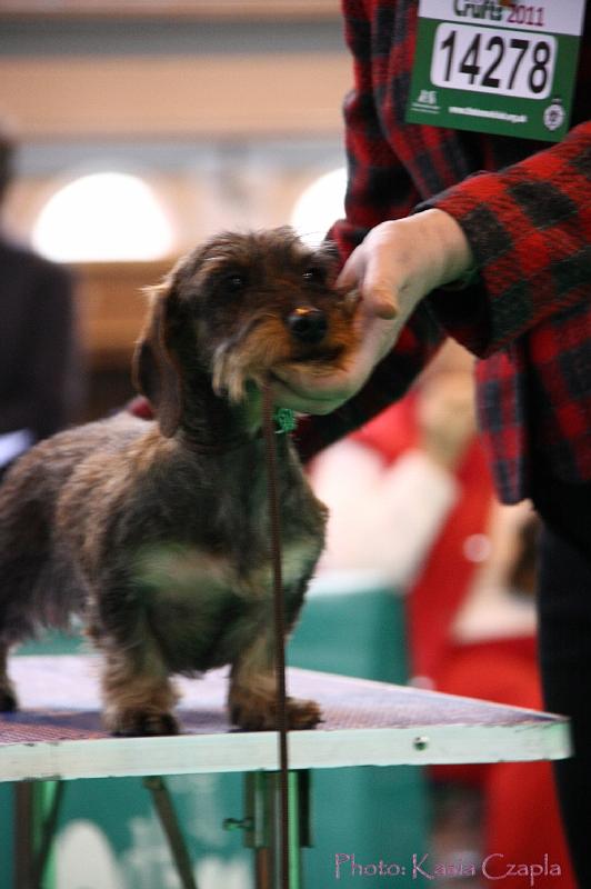 Crufts2011_2 1154.jpg